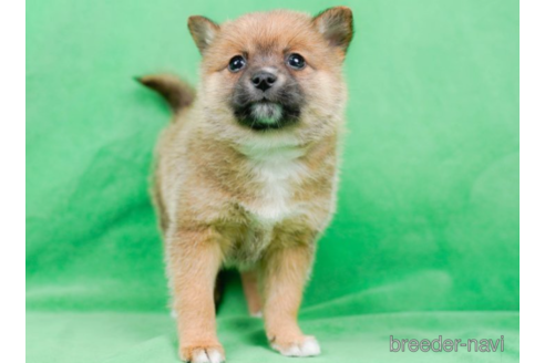 成約済の東京都のミックス犬-225171の5枚目